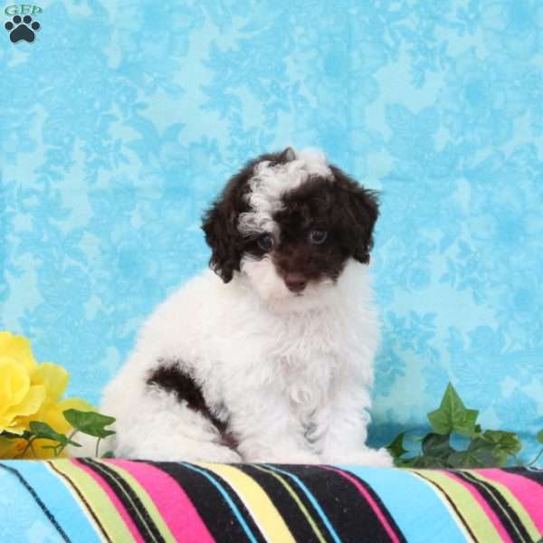 Chocolate, Toy Poodle Puppy